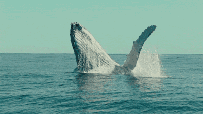 壁纸 动物 海洋动物 鲸鱼 桌面 400_224 gif 动态图 动图