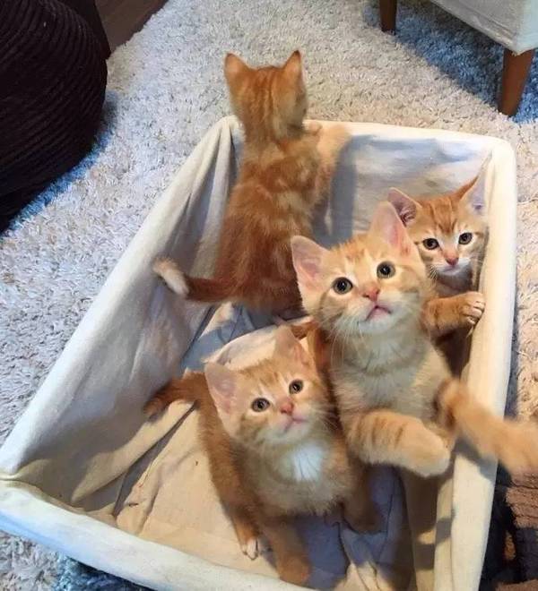 我们先来看看橘猫的特性~ 家里有四只小橘猫,简直是一窝小天使啊!