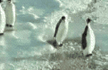 壁纸 动物 企鹅 152_98 gif 动态图 动图