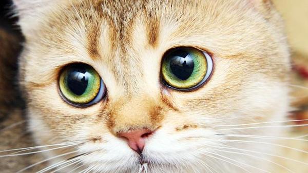 王峰十问老猫-猫咪日常饲养100问之1 3问图片