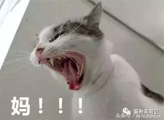 猫咪表情包太鬼畜:这些猫已经被搞疯啦!妈,快帮我拿我