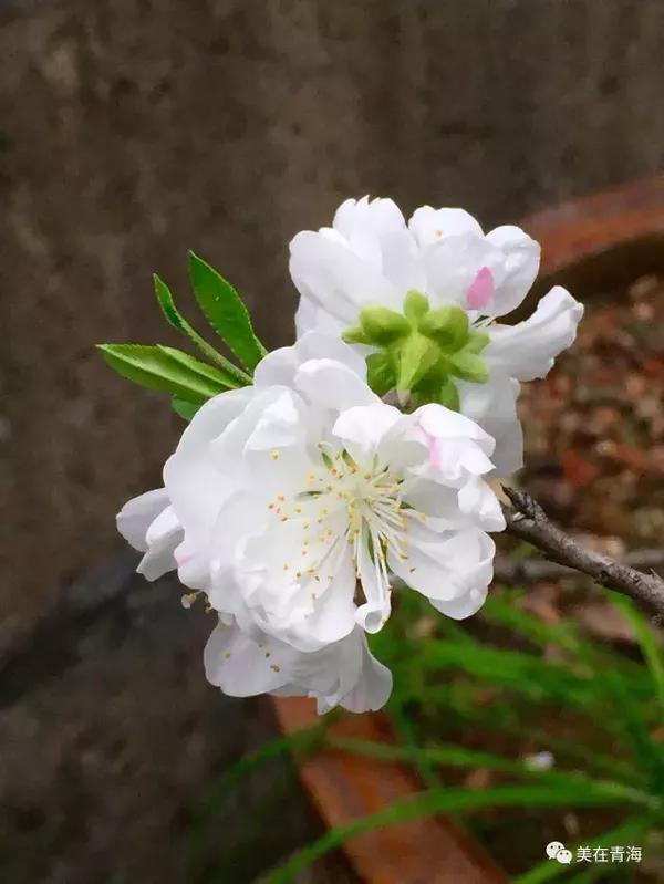 青海此时此刻一朵梨花压杏花,不信你请看!