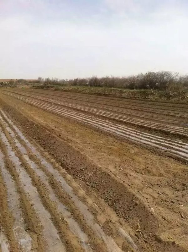 灵台农村一派生机勃勃的景象,麦苗吐绿,田间地头到处有农民春耕的