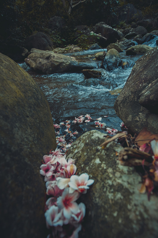 油桐花纷纷掉落, 洒落在峡谷溪流鹅卵石上, "落花流水"的唯美意境