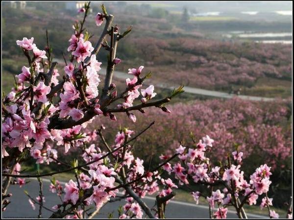 行摄马鞍山之旅——当涂桃花村