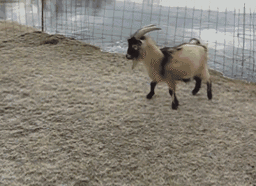 长见识的趣图动态图片,险胜与功亏一篑的区别