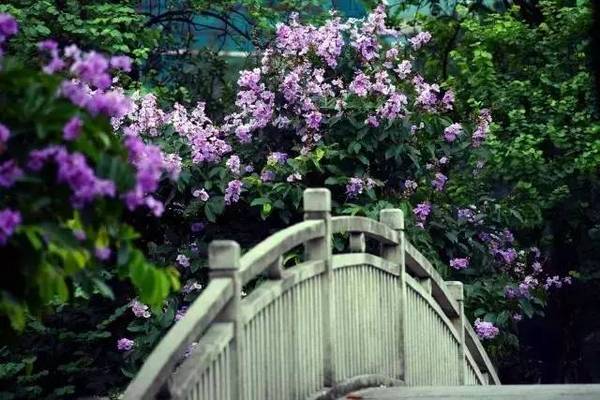 【推荐赏花地点】珠江公园,流花湖公园紫薇园,海鸥岛旅游区