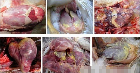 怎样挑选大肠 a9qkt16326536264745.png