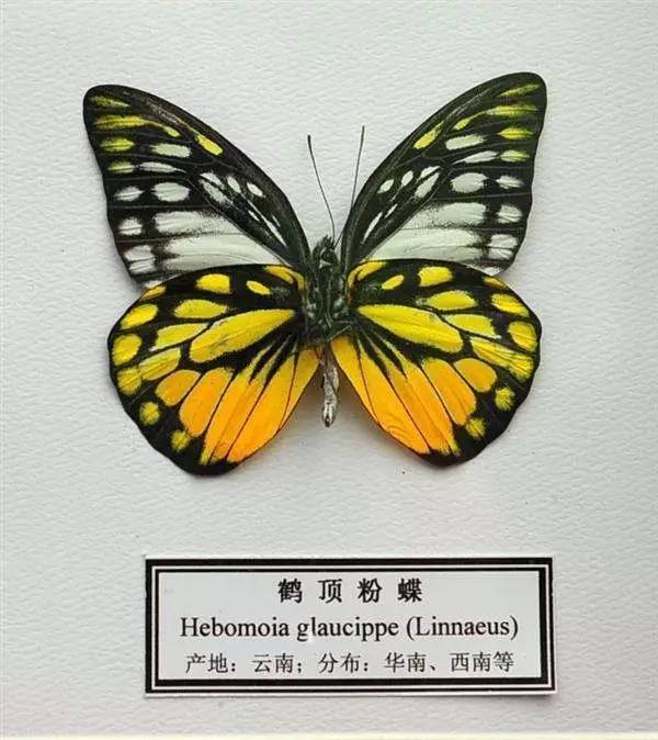 让你大开眼界,不仅提高了diy动手能力,还可以科普蝴蝶知识,长见识