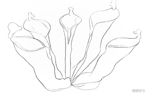 如何学素描——素描植物瓶子草的绘画教程