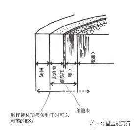 1 表皮 表皮属于茎最外侧的组织,一般呈现栓皮层状态.