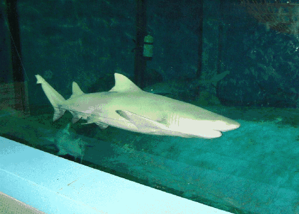 10000张海洋馆门票免费送!真实版《海底总动员》空降政务区银泰城!