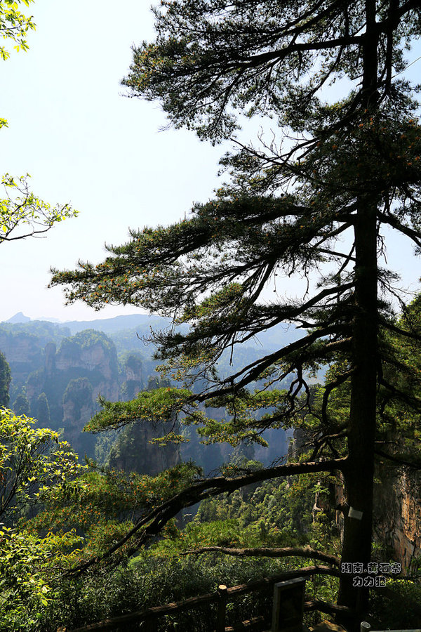 【张家界】奇峰峻岭黄石寨