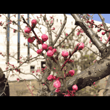 春日探花:延安新区桃花争春引客来