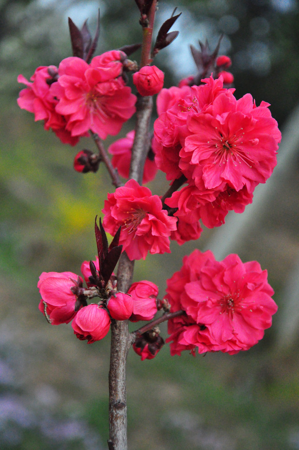 阳春三月桃花红