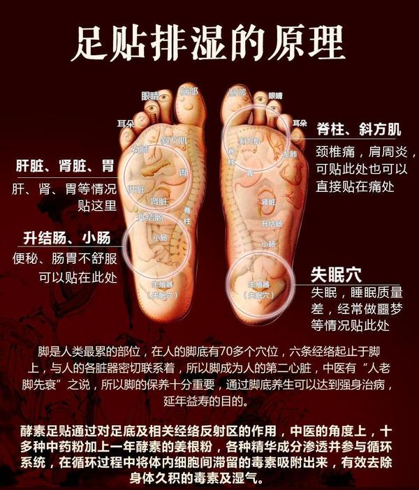 从经络学的观点看,人的五脏六腑的功能在脚上都有相应的穴位.