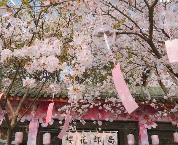 清明假期吸引了大批游客前去观赏 樱花,玻璃风铃,油纸灯 几个小清新的