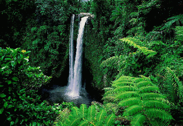 壁纸 风景 森林 桌面 600_414 gif 动态图 动图