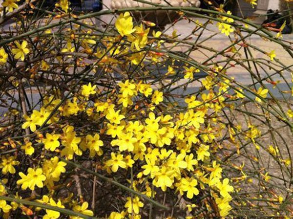 哈希娱乐- 哈希游戏平台- 哈希游戏官方网站猫头英云人才市场CEO孙鹏接受各界导报采访 从三个方面谈新职业宠托师