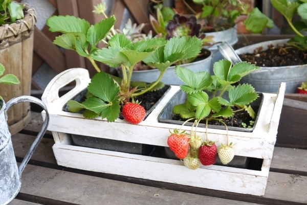 阳台种什么植物可以吃 a0x6yu0634630537650.jpg