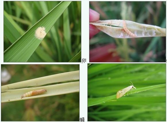 水稻二三化螟识别与防治技术