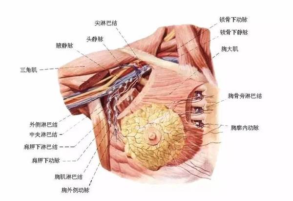 乳头湿疹穿什么内衣