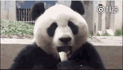 【疯转】一只滚滚啃了两根竹笋,活生生把上万名网友看