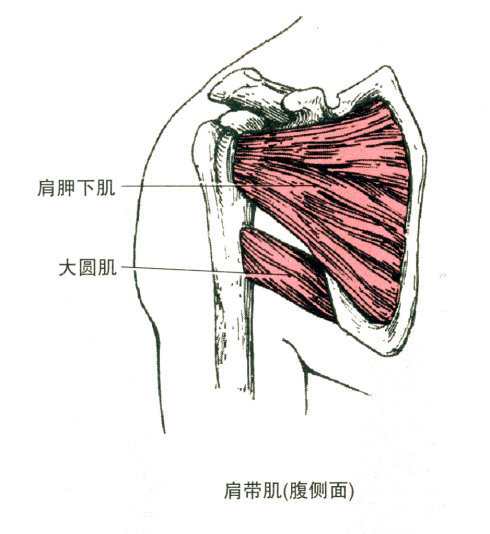 最全的肌肉起止点 图片(疼痛医学精品必备)