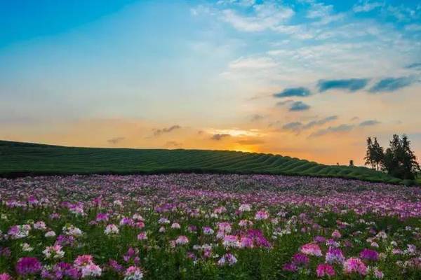 乌鲁木齐花田小镇图片