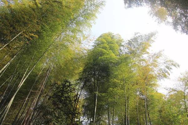 铜陵人身边的新景点 航拍枞阳三公山:茶山竹海是绿浪翻滚的海洋!