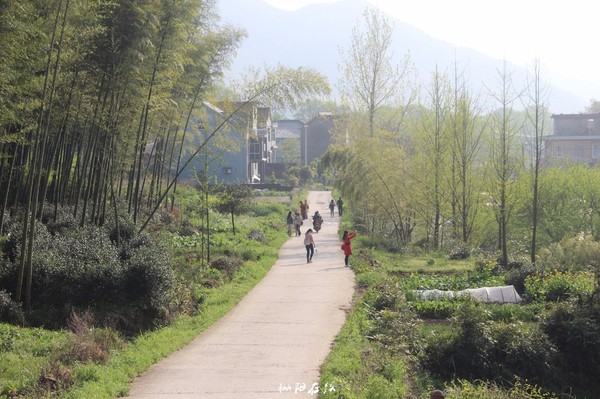 铜陵人身边的新景点 航拍枞阳三公山:茶山竹海是绿浪翻滚的海洋!