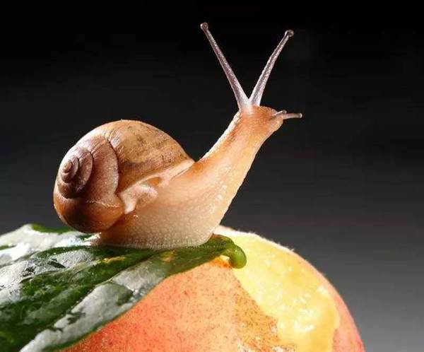 蜗牛牙齿的作用 a64cse9495241118542.jpeg