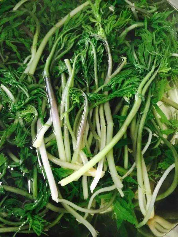 婆婆丁是什么中药有什么作用 a2lxy63712486318525.jpeg