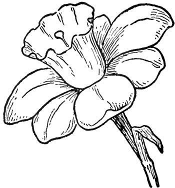 电脑上wap网:儿童简笔画:花儿朵朵开,多种常见花的绘画教程-教育频道