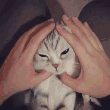 叫hana的猫咪火遍网络,它的杀手锏就是一双无辜的大眼睛和超高的颜值