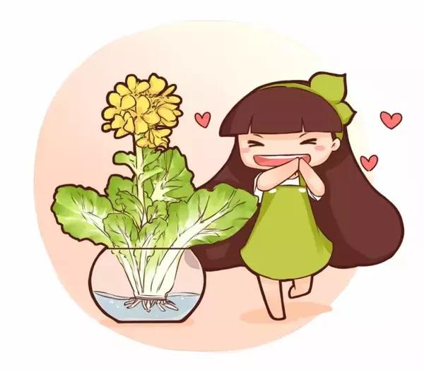 水培蔬菜开了花,这么美!感觉以前亏了!