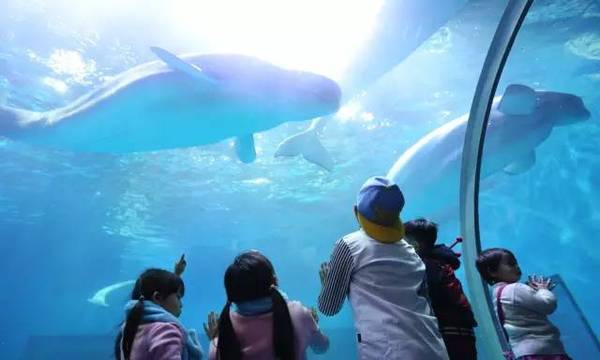 ￥99=1大1小广州正佳极地海洋世界夜场套票,海洋奇幻穿越夜再看人鱼