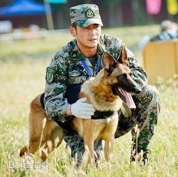 犬类界的精英,能成为警犬的一定都是有实力的