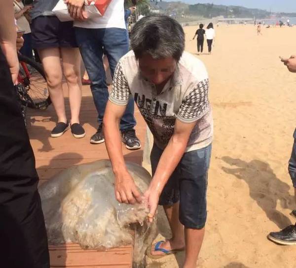 男子在环岛路沙滩捡到一只大水母,还要带回家吃!然而