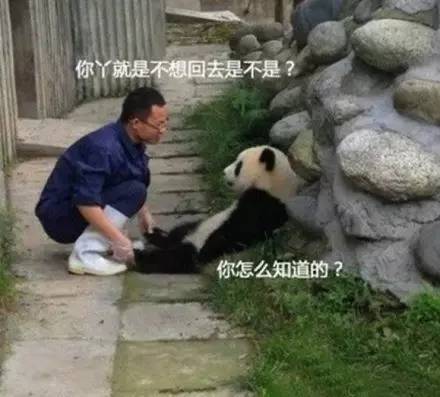 怎么当大熊猫饲养员 a0gsow9735280308788.jpeg