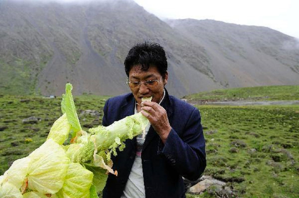 西藏农村的塔黄,这种种宝物你一定要知道