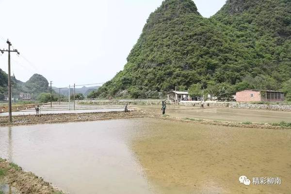 该养殖示范基地位于四合村委旁,一期占地12亩(其中田螺8亩,石螺4亩)