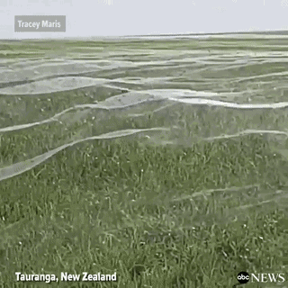 新西兰一女子爬山时,看见不远处闪闪发光,走近一看惊呆了