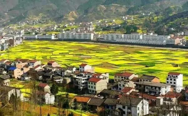 汉中镇巴风光,满地花黄;山川,村舍,农人醉春色