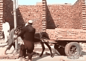 今日爆笑gif:给我一个吻,可以不可以!