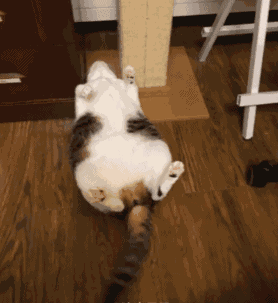 搞笑gif,我不是针对你,在座的都是垃圾