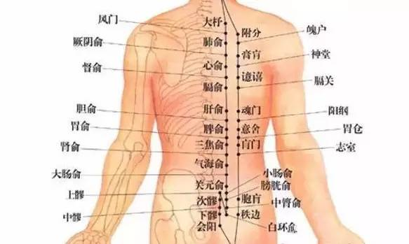 为什么可以通过背部来检测身体状况?这就不得不提到背俞穴.