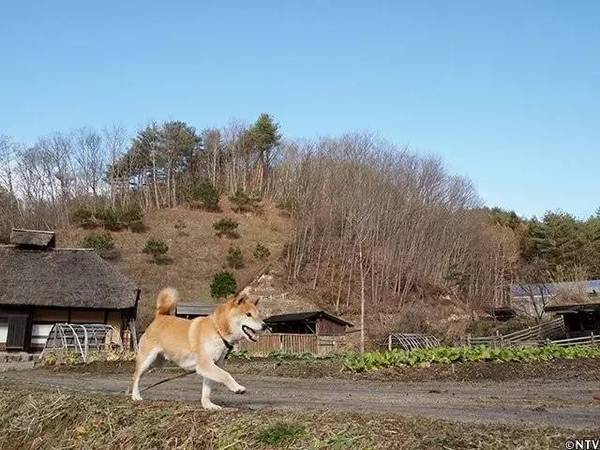 泪目,曾用一张笑脸治愈无数人的日本柴犬北登去世了!