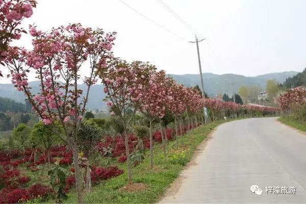 定远乡十里花卉长廊