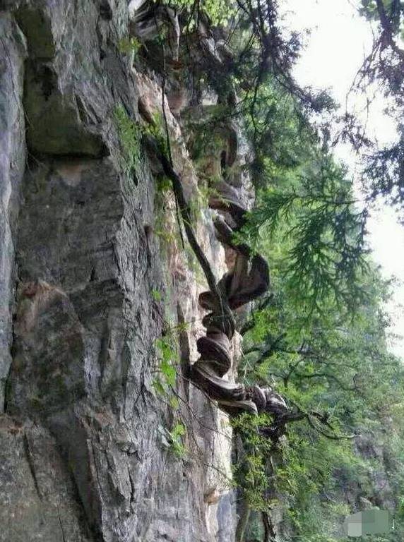 寿命长达两百岁的人类 竟是靠食野生崖柏叶!